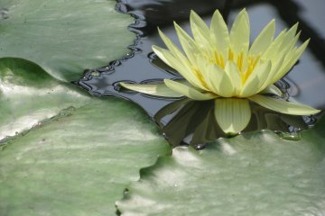 Nénuphar au Kobe Animal Kingdom