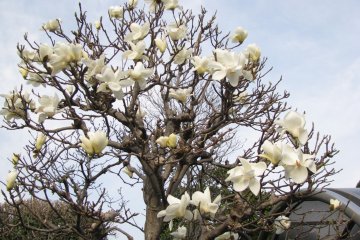 Magnolia à Tokyo