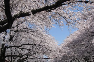 Sakura à Ueno, Tokyo