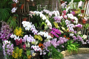 Orchidées à Hamamatsu