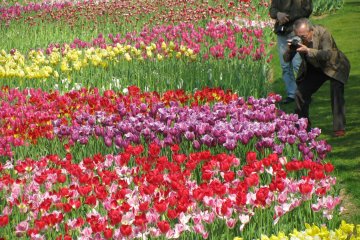 Tulipes du parc Hamamatsu