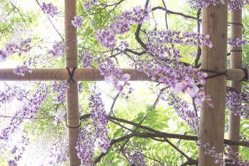 Pemandangan ajaib di bawah bunga wisteria yang tergantung di teralis