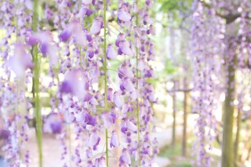 Bungan wisteria yang merambat terlihat seperti tirai bunga yang cantik
