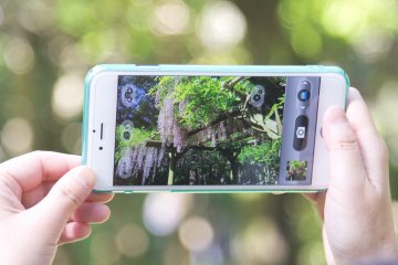 Pengunjung yang mengabadikan keindahan bunga wisteria dengan kamera ponsel