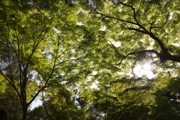 Tidak hanya bunga wisteria yang cantik, tetapi keindahan taman ini juga akan mencuri perhatian Anda