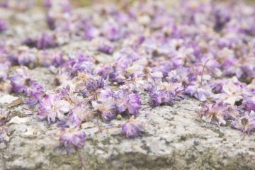 Bunga wisteria tetap terlihat cantik meskipun telah berguguran
