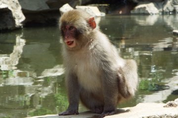 Nagano: From Monkeys to Temples 