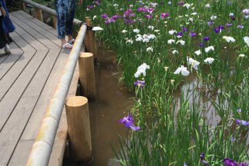 Hundreds of varieties of irises.