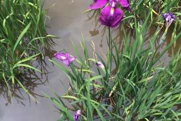 Flowers come in purple and white, a lot of the time.