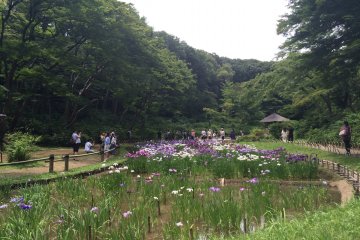 Walk amongst the Irises.