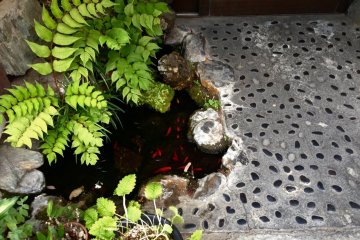 De petits poissons rouges