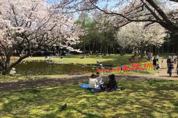 Taman di Jepang saat musim sakura