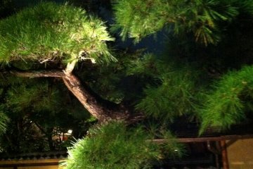 Sculpted old pine tree at the restaurant entrance