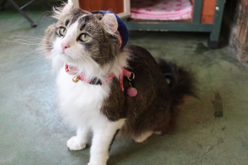 Love, kucing yang menjadi master stasiun 