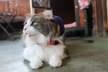 Love sedang menunggu makanan 