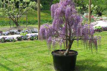 Fuji bonsai