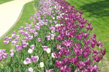 Thousands of tulips
