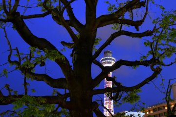 Giant tree and Yokohama Marine Tower at night