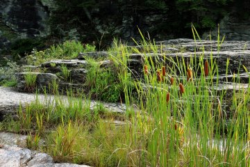 Bullrushes growing in a small wetland