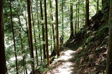 Trail through the trees