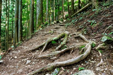 Don't trip over exposed roots