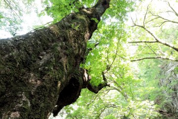 It is cool and shady under the trees