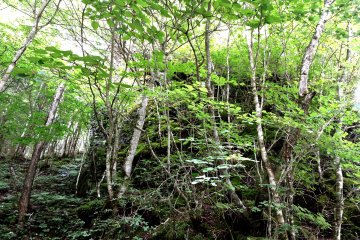 Young trees screen the sides of the rock