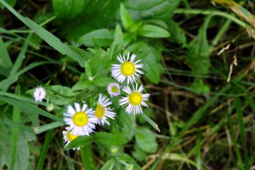Small daisy-like flowers
