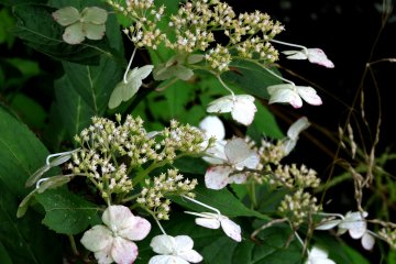 A kind of hydrangea, only blooming in August because of the high altitude and cool temperatures