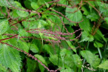 The leaves of this pink flower look like shiso (perilla)