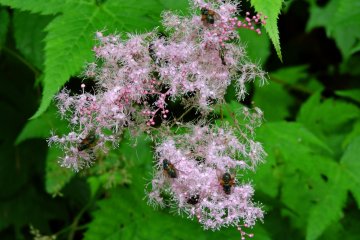Many flies were attracted to this flower
