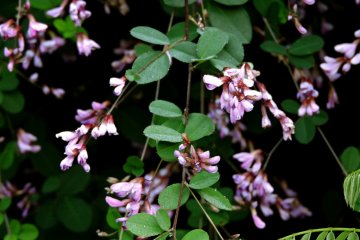 Trailing branches with pink flowers