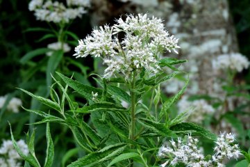 Another kind of wild flower