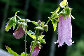 Reminds me of foxgloves, but I don't think they are foxgloves