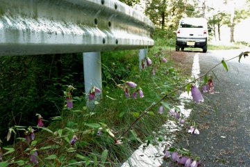 Flowers spilling over the side of the road