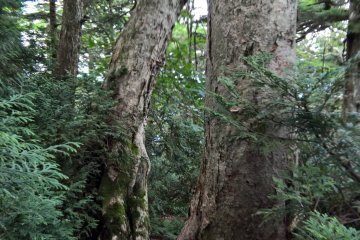 Old growth forest