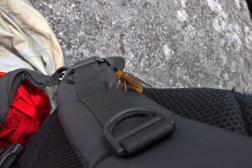Huge horseflies in August, we didn't get bitten once