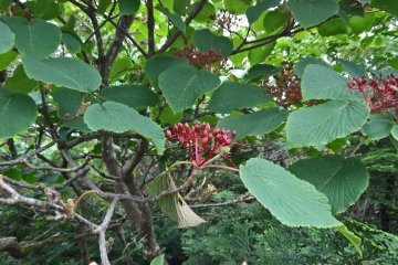 Nice berries but don't look edible