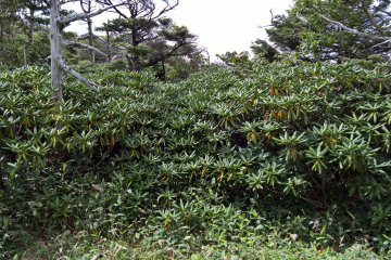 Near the top, it's full of wild rhododendrons