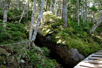 Forest understory of moss, rocks, ferns, young trees and low shrubs