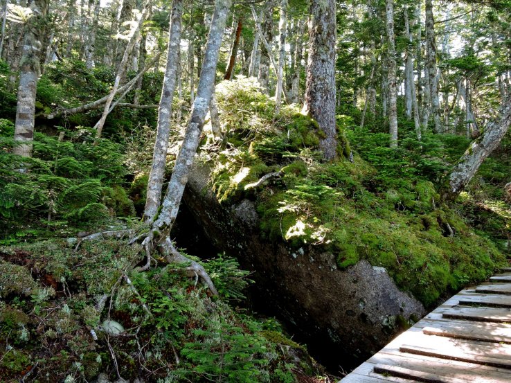Forest understory of moss, rocks, ferns, young trees and low shrubs