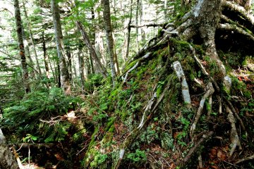 The forest is beautiful