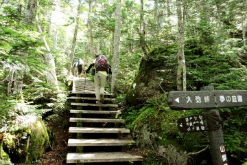 Hikers setting off into the forest