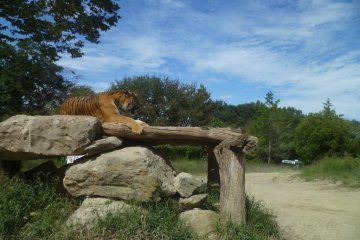 Gunma Safari Park