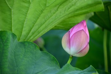 Lotus Flowers at Ueno Park
