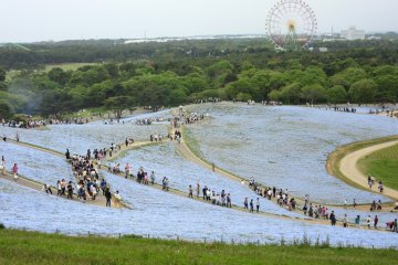 Hitachi Seaside Park