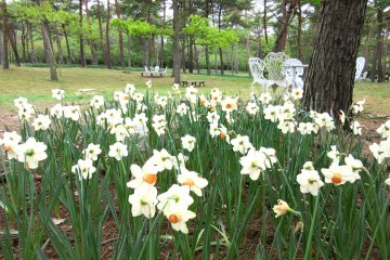 Daffodils