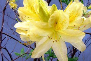 May is the month for azalea