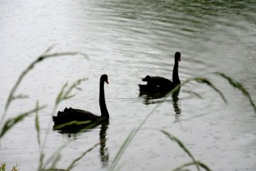 Swan river