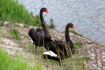 Swans' promenade